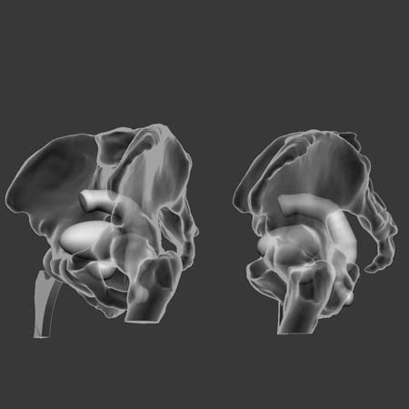 3d Designs & Printing 3d men gut and hip