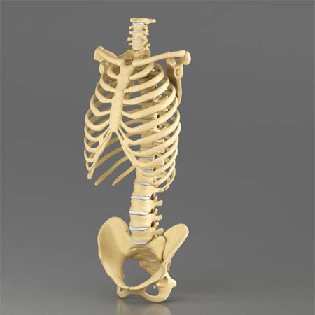 3d Designs & Printing 3d rib and pelvis