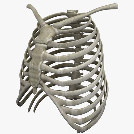 3d Designs & Printing 3d rib cage