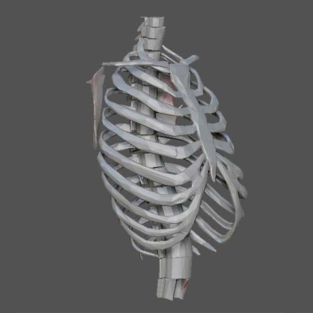 3d Designs & Printing 3d ribs and back