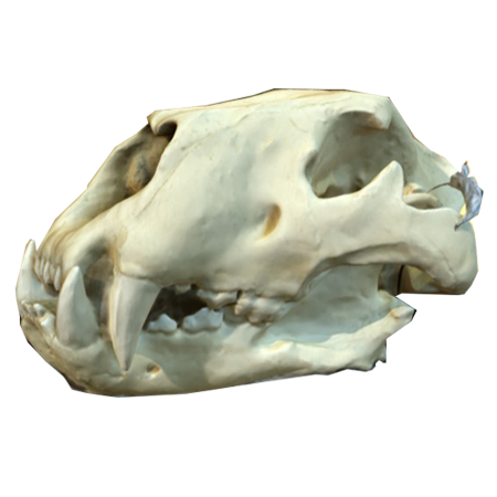3d Designs & Printing 3d printing archeology panthera-atrox