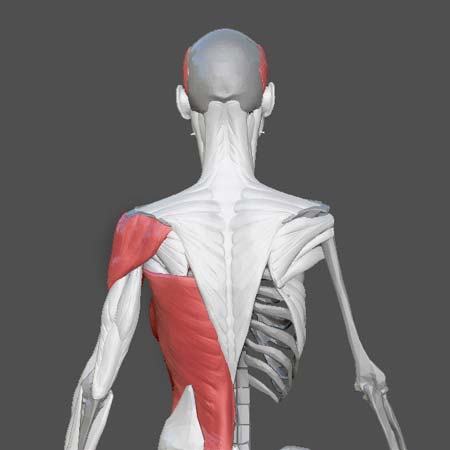 3d Designs & Printing back of woman muscles