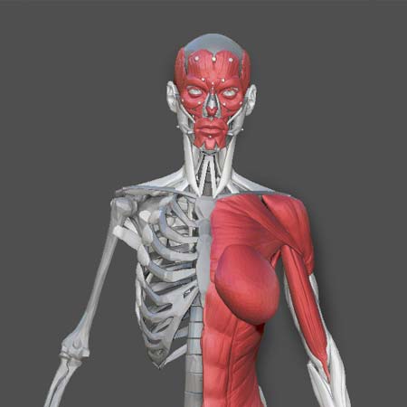 3d Designs & Printing front of woman muscels