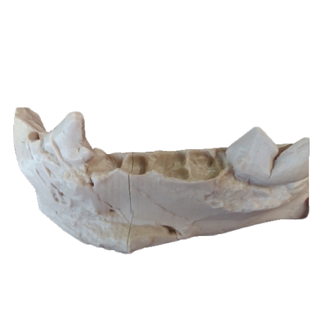 3d Designs & Printing 3d archeology hayenadont