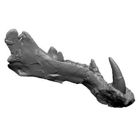 3d Designs & Printing 3d archeology hayenadont