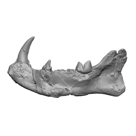 3d Designs & Printing 3d archeology hayenadont