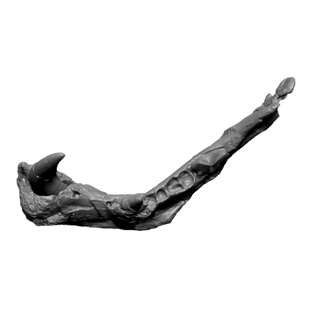 3d Designs & Printing 3d archeology hayenadont