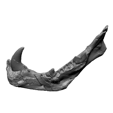 3d Designs & Printing 3d Archeology hayenadont