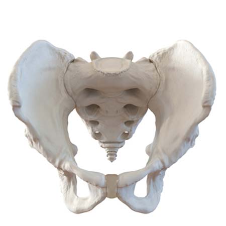 3d Designs & Printing men pelvis