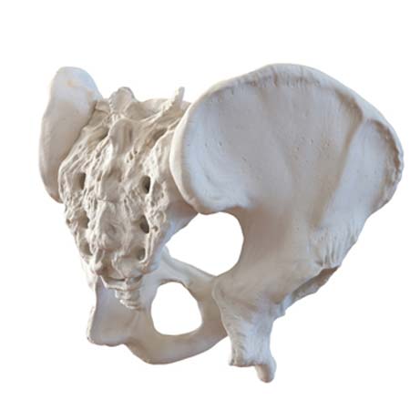 3d Designs & Printing men pelvis