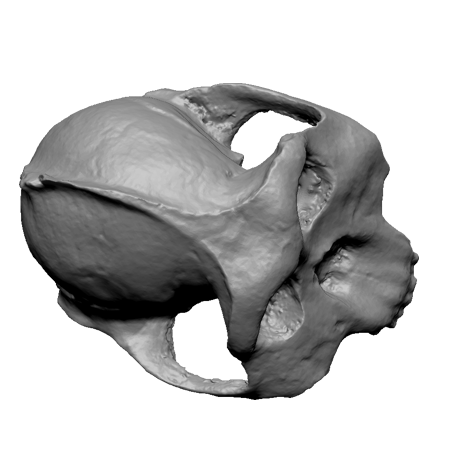 3d Designs & Printing 3d archeology paran top